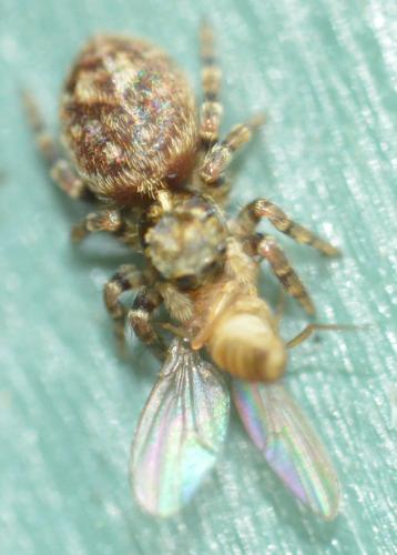 Pseudeuophrys erratica